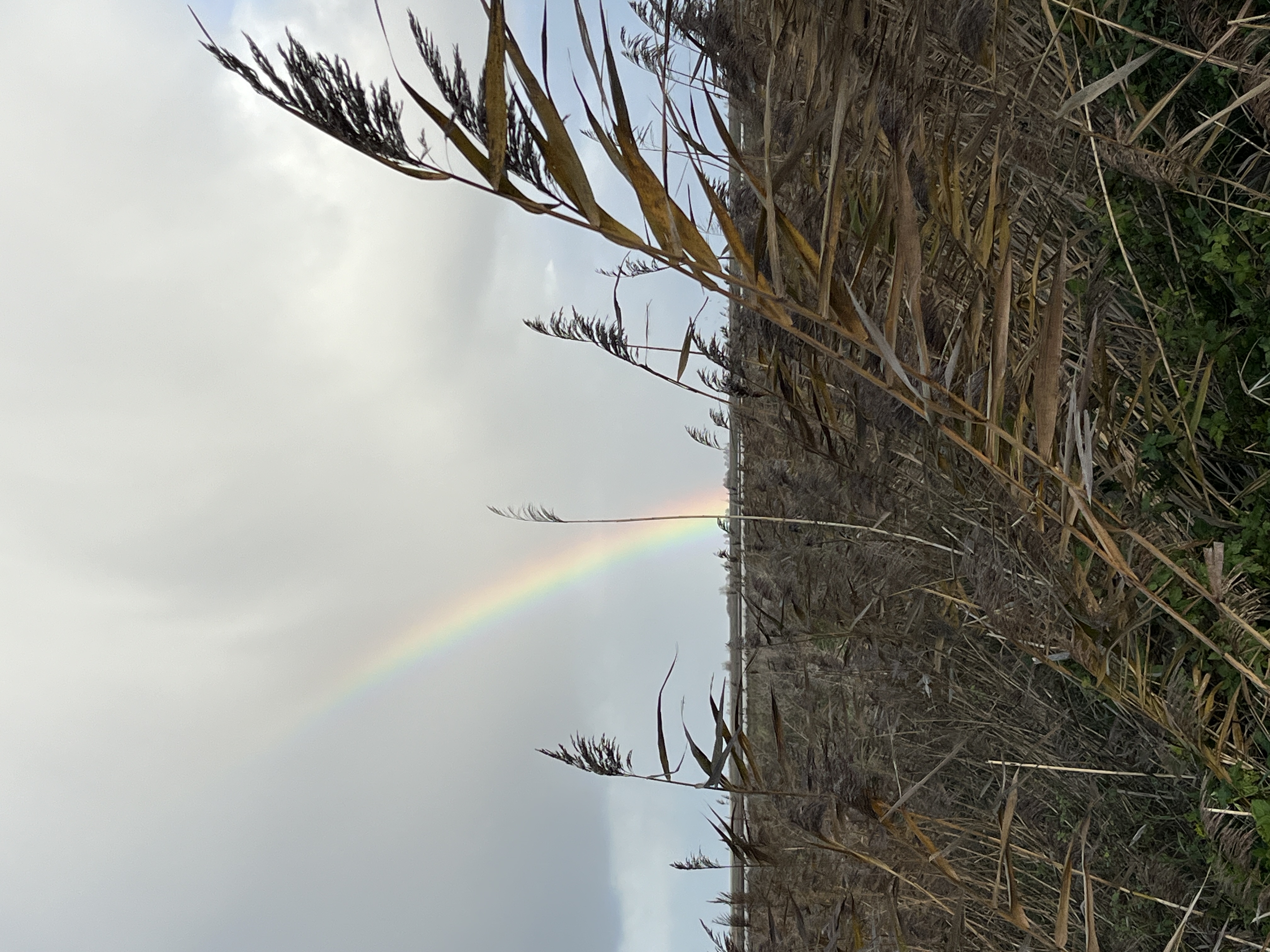 (Oostvaardersplas). Foto van Gerda van der Meer.
Regenboog